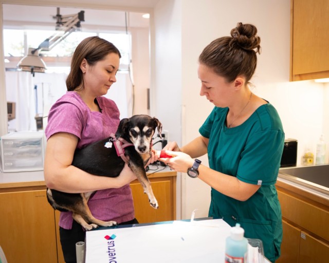 Senior biology major Annika Poet spent her fall semester turning her passion into purpose at Creswell Veterinary Hospital. 🐾
From assisting in exams and surgeries to learning from expert mentors, Annika gained hands-on experience caring for a wide range of patients, including opportunities to pursue her passion for working with rabbits.
The outside the classroom skills she developed, along with meaningful moments seeing the impact of her work on both animals and clients, reinforced her desire to pursue advanced studies in veterinary medicine and a future career in the field.
Annika encourages students that are preparing for their internships to take full advantage of the opportunities and to actively invest in the experience. “The value of an internship is honestly what you put into it,” she said. “There are a lot of opportunities presented to students, but it’s so personalized. You need to put value in it; otherwise, you’re not going to get out what you think you will.”
Great work, Annika! 👏
Watch the full Q&A in our YouTube!
Read the full article on our website!