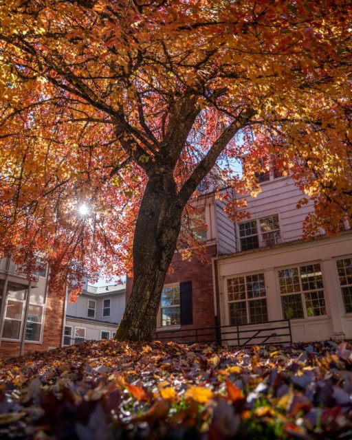 Fall foliage has officially arrived at Bushnell University! 🍁
Moments like these remind us to pause and take in the beauty of God's creation around us.